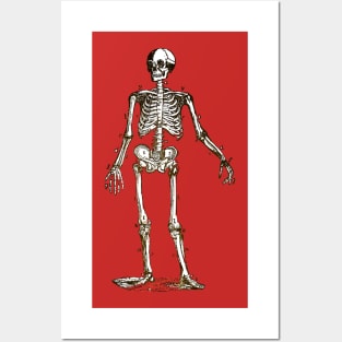 Anatomy Skeleton Posters and Art